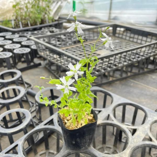 花 苗 山野草：センジュガンピ ポット苗 : やましち山野草店 - 通販