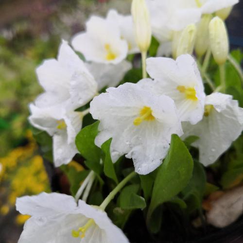 花 苗 山野草 ギンパイソウ 銀盃草 ポット苗 Ya やましち山野草店 通販 Yahoo ショッピング