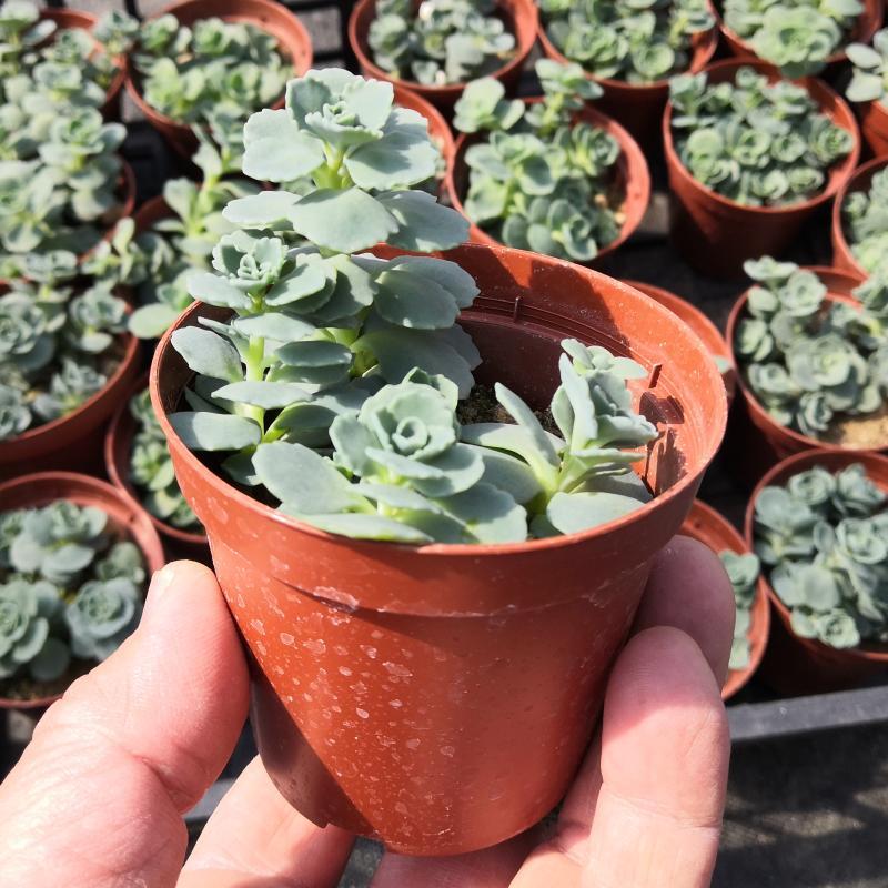 エッチュウミセバヤ 越中ミセバヤ ポット苗 : やましち山野草店 - 通販