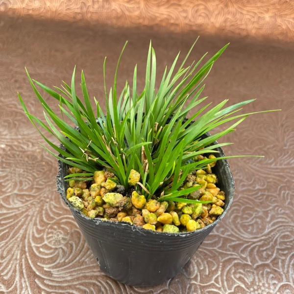 花 苗 山野草 ビロードセキショウ 石菖 7 5cmポット苗 Ya やましち山野草店 通販 Yahoo ショッピング