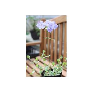フロックス・ストロニフェラ（紫花ツルハナシノブ） : やましち山野草