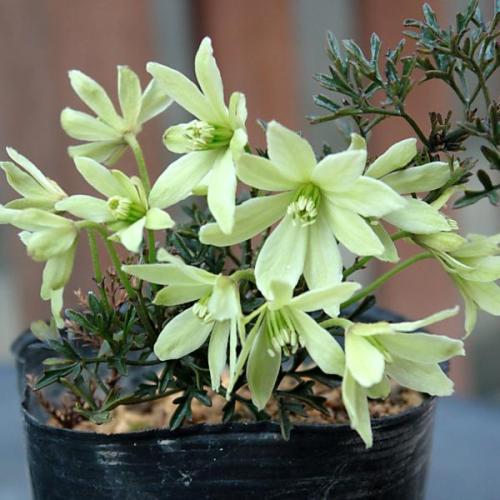 クレマチス ペトリエイ 1年生苗 7.5cmポット苗 常緑 芳香 : やましち山