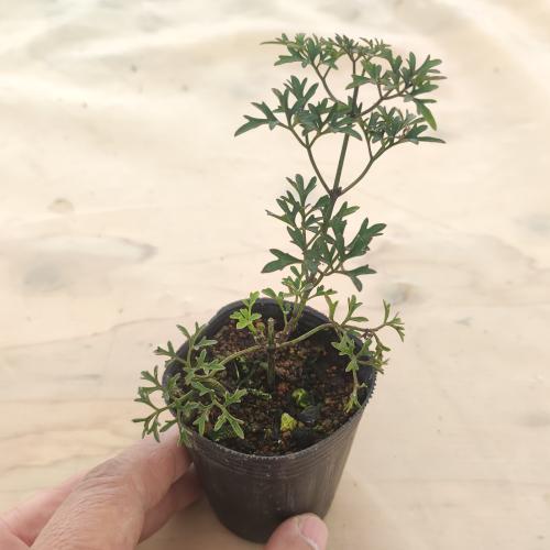 クレマチス ペトリエイ 1年生苗 7.5cmポット苗 常緑 芳香 : やましち山