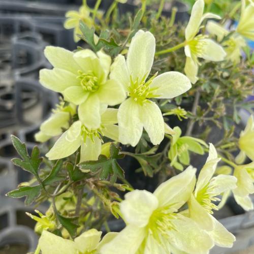 花 苗 山野草 クレマチス ペトリエイ 9センチポット苗 Ya やましち山野草店 通販 Yahoo ショッピング