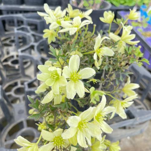 クレマチス ペトリエイ 2年苗 常緑 芳香 9cmポット苗 : やましち