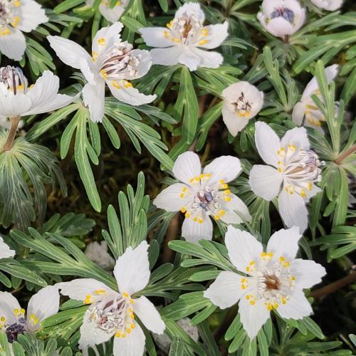 セツブンソウ（節分草） 1球入 6〜7．5cmポット : やましち山野草