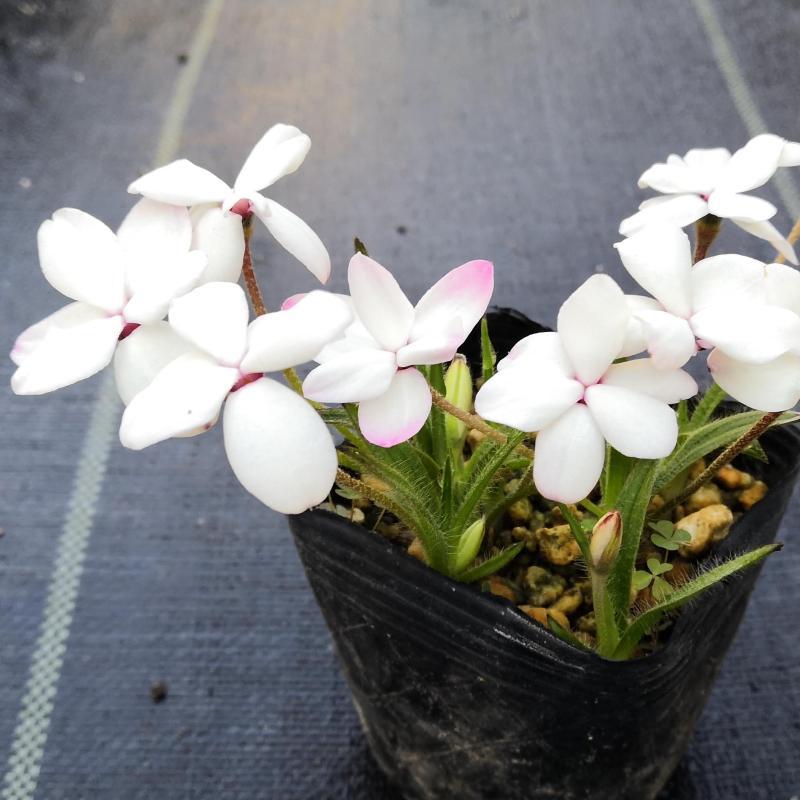 花 苗 山野草：アッツザクラ（アッツ桜） 白花大輪 ポット苗 : やまし 