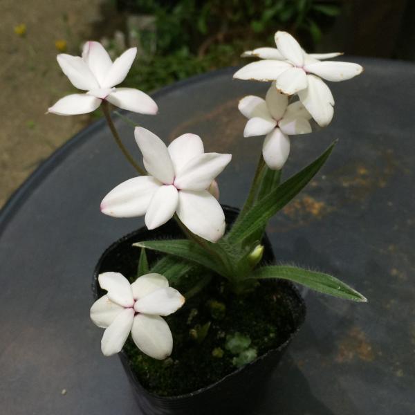 花 苗 山野草：アッツザクラ（アッツ桜） 白花大輪 ポット苗 : やまし 