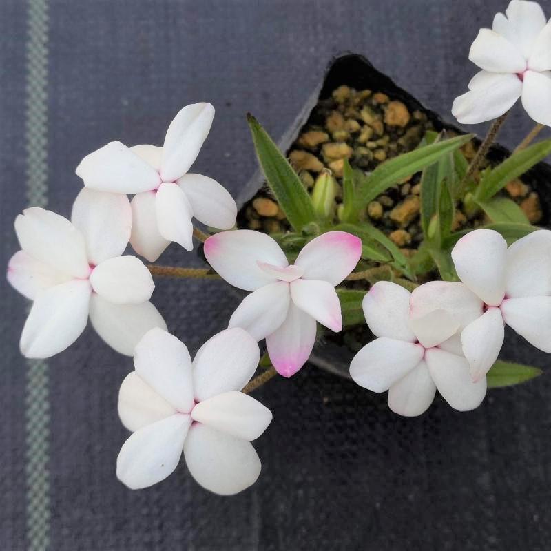 花 苗 山野草：アッツザクラ（アッツ桜） 白花大輪 ポット苗 : やまし 