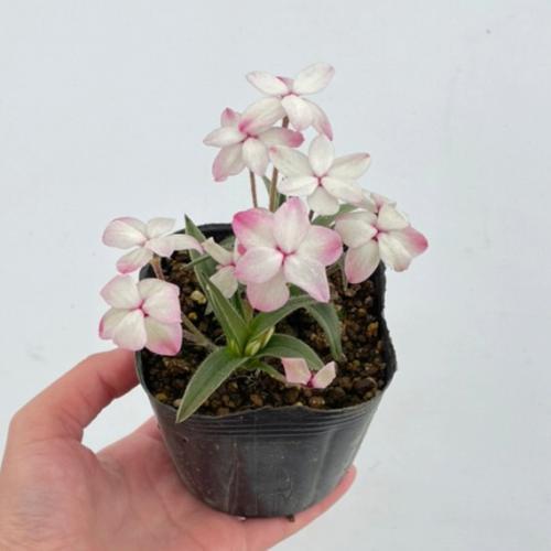 花 苗 山野草：アッツザクラ（アッツ桜） 白花大輪 ポット苗 : やまし 