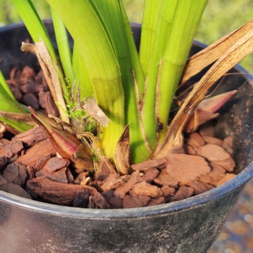 キンリョウヘン 金稜辺 花芽付き 原種系 赤花 花芽2芽 4号ポット苗 令