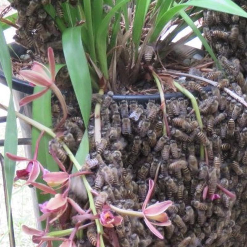 キンリョウヘン 金稜辺 花芽付き 原種系 赤花 花芽2芽 4号ポット苗 令