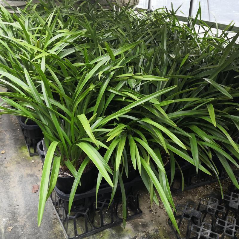 キンリョウヘン 金稜辺 花芽付き 原種系 赤花 花芽2芽 4号 キンリョウヘン 金稜辺 花芽付き 原種系 赤花 花芽2芽 4号