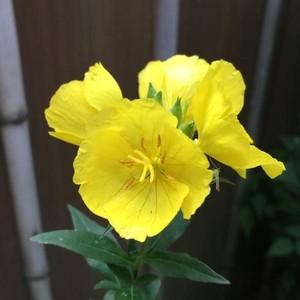 ふるさと納税 花巻市 やかんの麦茶 From 一 はじめ 2lペットボトル 6本 最大72 オフ