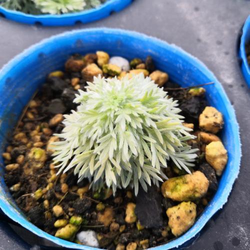 花 苗 山野草 黄金アサギリソウ 黄金朝霧草 ポット苗 Ya やましち山野草店 通販 Yahoo ショッピング