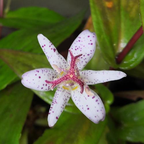 花 苗 山野草 ホトトギス 白秋 ポット苗 Ya やましち山野草店 通販 Yahoo ショッピング