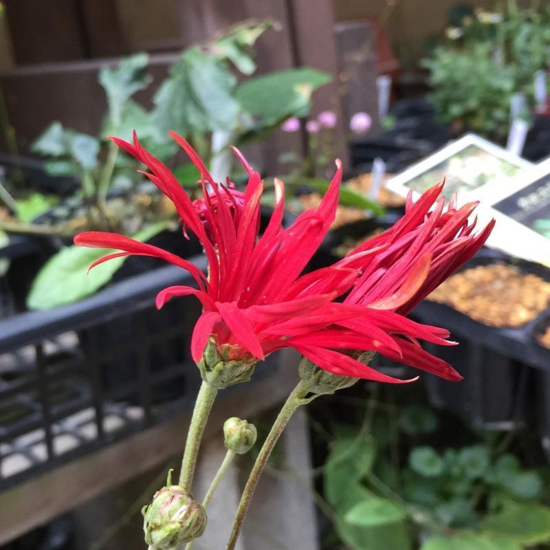 花 苗 山野草 嵯峨菊 サガギク 赤花 朱色系 9cmポット苗 Ya やましち山野草店 通販 Yahoo ショッピング