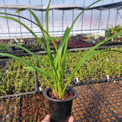 キンリョウヘン 金稜辺 赤花 花芽4芽あり 令和8年春開花見込み 12cm