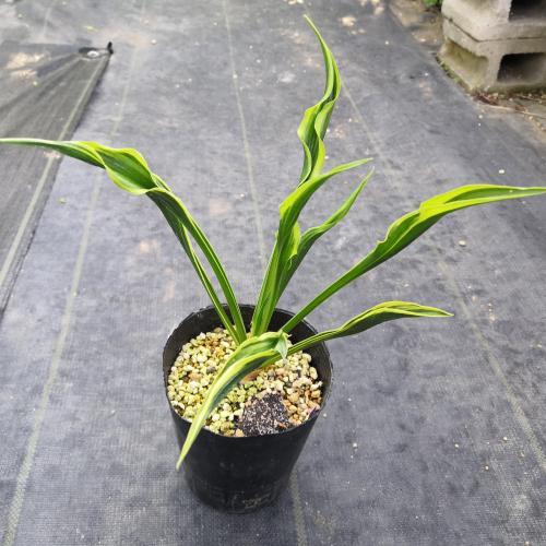 花 苗 山野草 ギボウシ ホスタ ハンズアップ Ya やましち山野草店 通販 Yahoo ショッピング