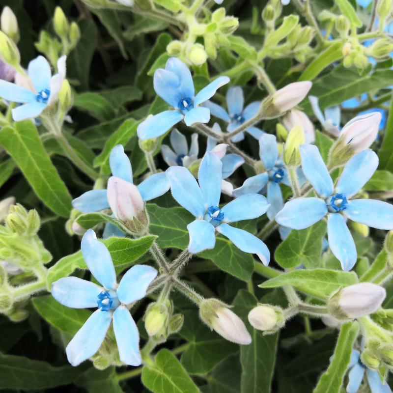 花 苗 山野草 オキシペタラム ブルースター ルリトウワタ ポット苗 Ya やましち山野草店 通販 Yahoo ショッピング