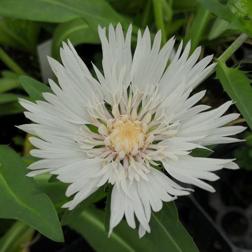 花 苗 山野草 ストケシア トロイメライ 10 5cmポット苗 Ya やましち山野草店 通販 Yahoo ショッピング