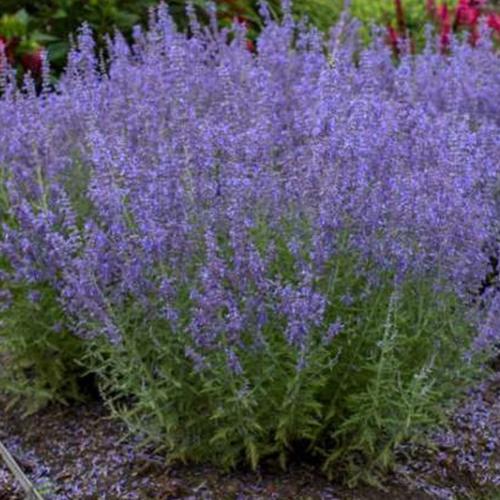 花 苗 山野草 ハーブの苗 ロシアンセージ ３号ポット苗 Ya やましち山野草店 通販 Yahoo ショッピング