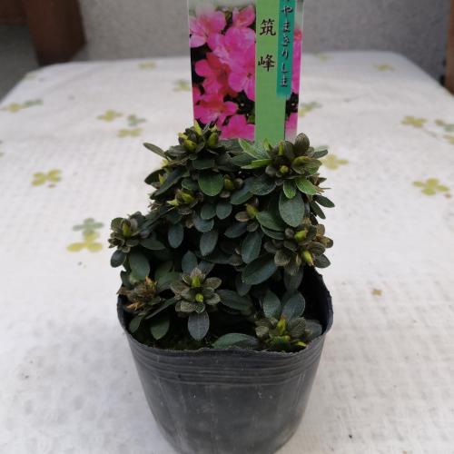 花 苗 山野草 ミヤマキリシマツツジ 筑峰 ３号ポット苗 Ya やましち山野草店 通販 Yahoo ショッピング