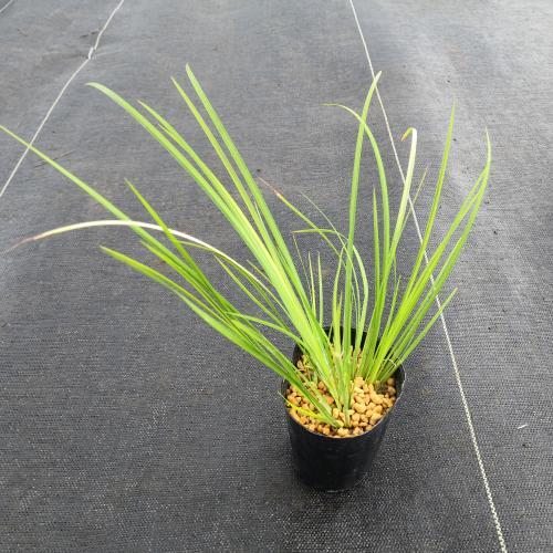 花 苗 山野草 セキショウ ポット苗 Ya やましち山野草店 通販 Yahoo ショッピング