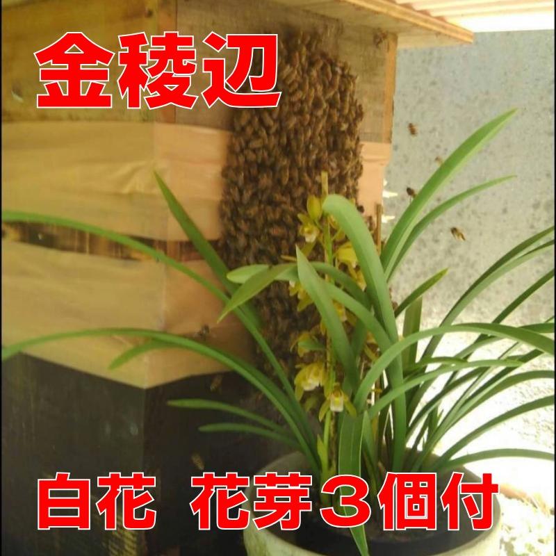 花 苗 山野草 キンリョウヘン 金稜辺 白花 花芽３個付き 12cmポット大苗 令和３年春開花予定株です 日本ミツバチ捕獲用にどうぞ 花苗 販売 通販 Ya00003862 やましち山野草店 通販 Yahoo ショッピング