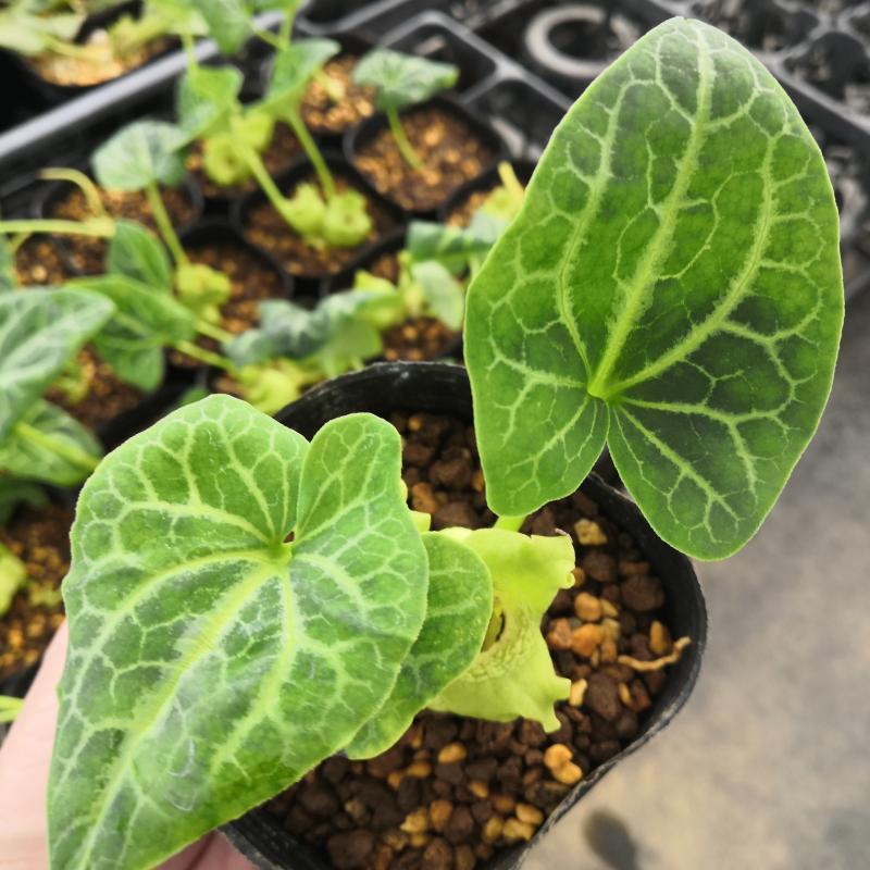 亀甲素心タイリンカンアオイ 9cmポット苗 : やましち山野草店 - 通販