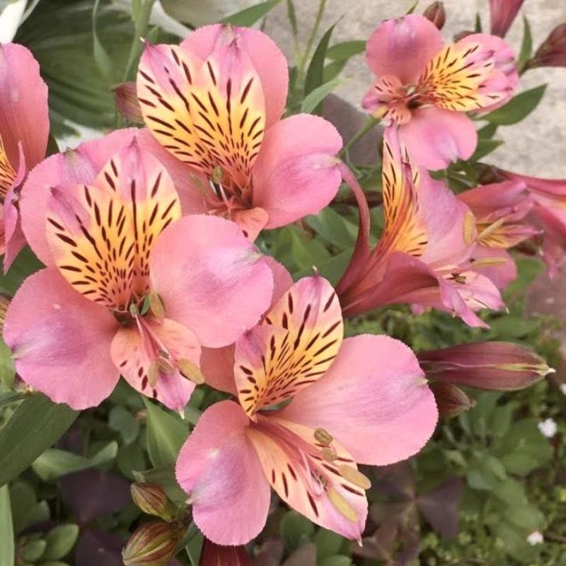 花 苗 山野草 アルストロメリア サーモンピンク系 9cmポット苗 Ya やましち山野草店 通販 Yahoo ショッピング