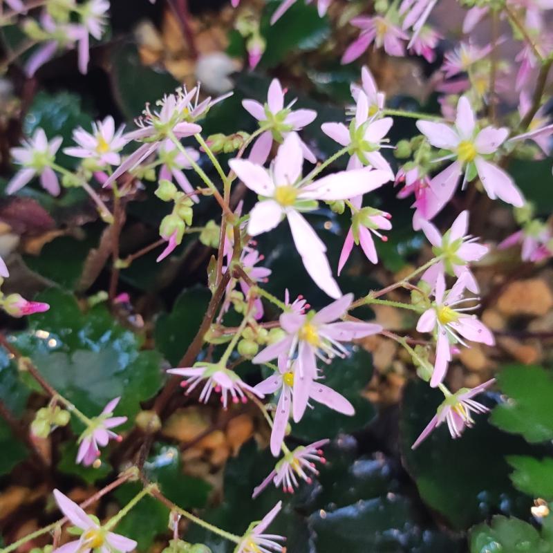 花 苗 山野草 大文字草 ダイモンジソウ 桃子姫 ポット苗 Ya やましち山野草店 通販 Yahoo ショッピング