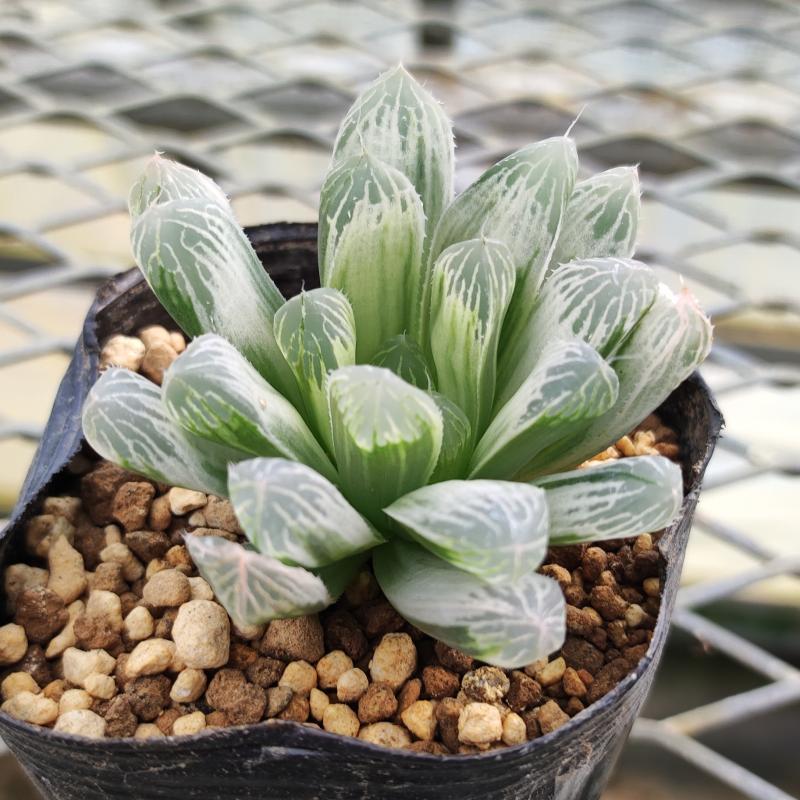多肉植物 ハオルチア ピリフェラ錦 7.5〜9cmポット苗 : やましち山野草
