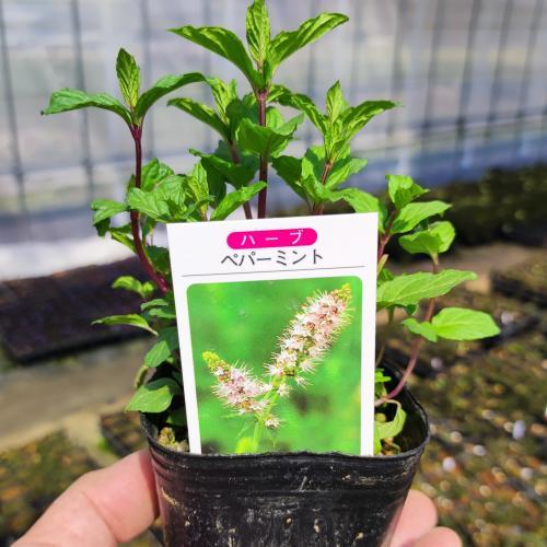 花 苗 山野草：ペパーミント ポット苗 : やましち山野草店
