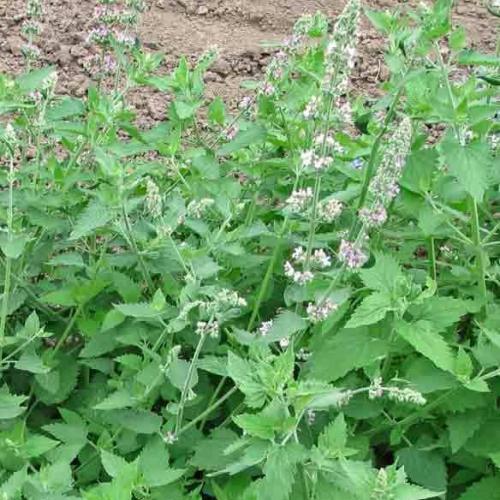 花 苗 山野草 キャットニップ ハーブ 9cmポット苗 Ya やましち山野草店 通販 Yahoo ショッピング