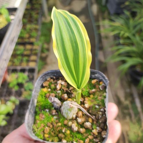 花 苗 山野草：斑入り大輪トキソウ ポット苗 : やましち山野草店