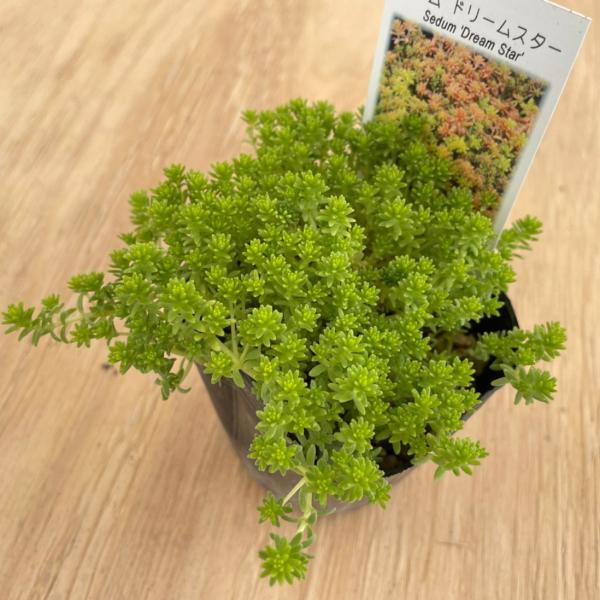 セダム ドリームスター ポット苗 : やましち山野草店 - 通販 - Yahoo