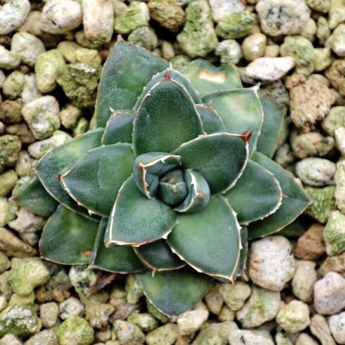 多肉植物 アガベ 王妃笹の雪 A型 7.5〜9cmポット苗 : やましち山野草