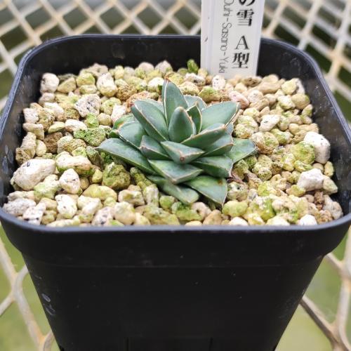 【即納&大特価】 王妃笹の雪 アガベ 多肉植物 A型 やましち : 7.5〜9cmポット苗 アガベ