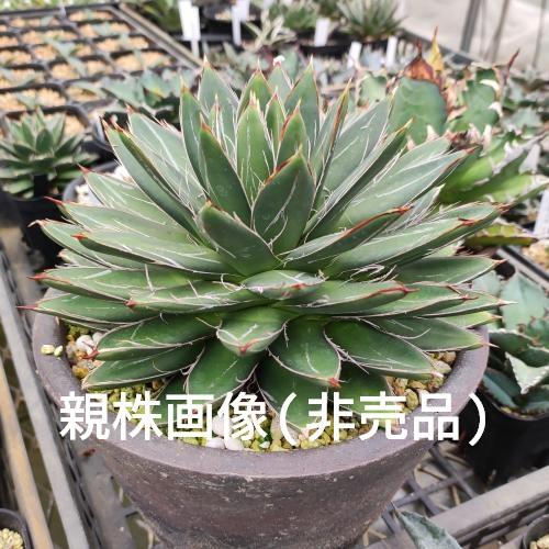 多肉植物 アガベ 王妃笹の雪 A型 7.5〜9cmポット苗 : やましち山野草