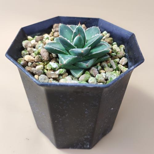 多肉植物 アガベ 王妃笹の雪 B型 2.5号ポット苗 : やましち山野草店