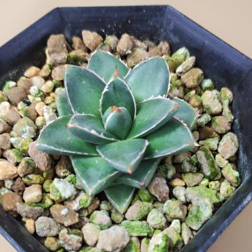 多肉植物 アガベ 王妃笹の雪 B型 2.5号ポット苗 : やましち山野草店