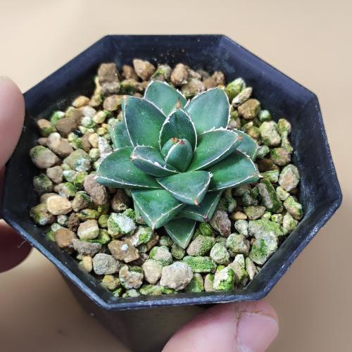 多肉植物 アガベ 王妃笹の雪 B型 2.5号ポット苗 : やましち山野草店