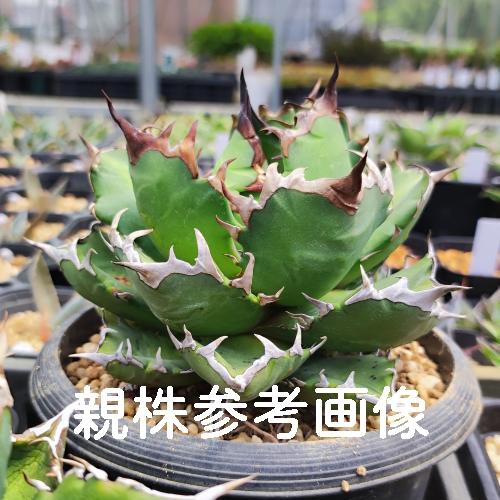多肉植物 アガベ チタノタ レッドキャットウィーズル 9cmポット 多肉植物 アガベ チタノタ レッドキャットウィーズル 9cmポット