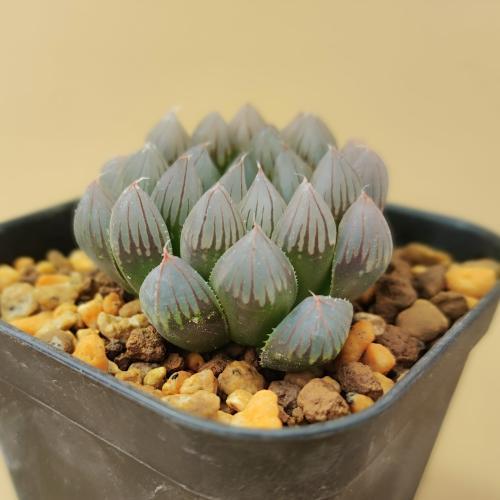 多肉植物 ハオルチア ブラックオブツーサ 7.5〜9cmポット苗 : やましち