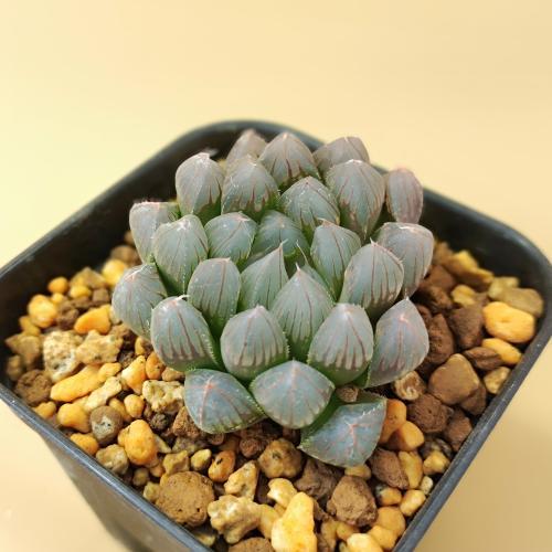 多肉植物 ハオルチア ブラックオブツーサ 7.5〜9cmポット苗 : やましち