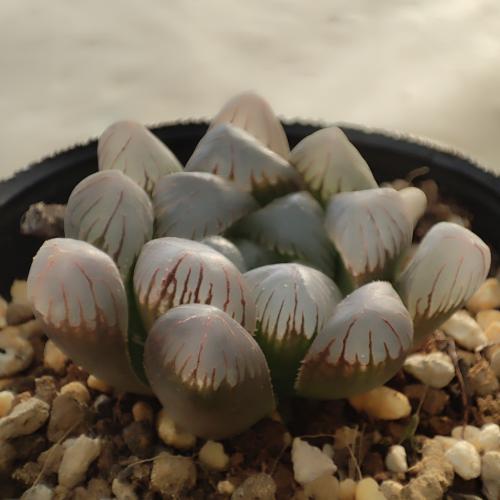 多肉植物 ハオルチア ドドソン紫オブツーサ OB-1 2.5号ポット苗 : や