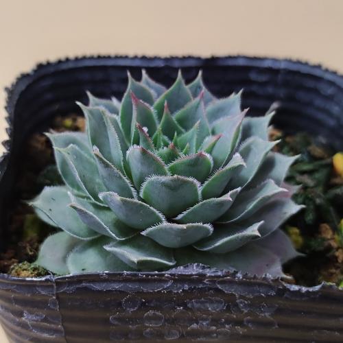 センペルビウム　ユートピア センペルビウム ユートピア 6cmポット苗 : やましち山野草店 - 通販