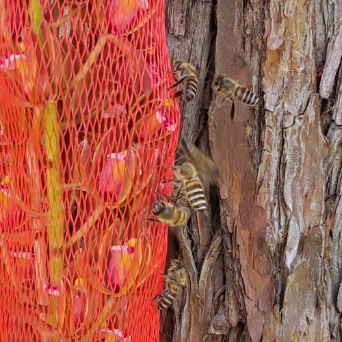 切り花キンリョウヘン 切り花3本セット ニホンミツバチ分蜂群の誘引