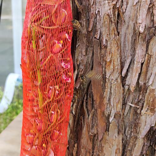 切り花キンリョウヘン 切り花3本セット ニホンミツバチ分蜂群の誘引